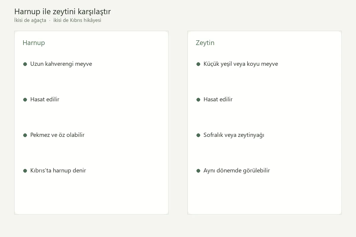 Kıbrıs’ta Çocuklarla Harnubu Keşfetmek: Keçiboynuzundan Pekmeze Aile Rehberi