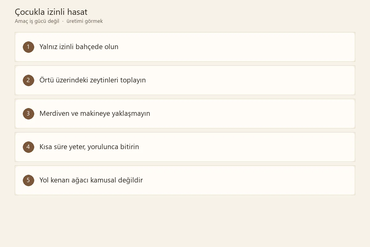 İzinli zeytinlikte ailesiyle güvenli şekilde zeytin hasadını öğrenen çocuk